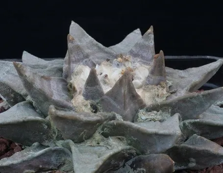 Un esempio di ariocarpus