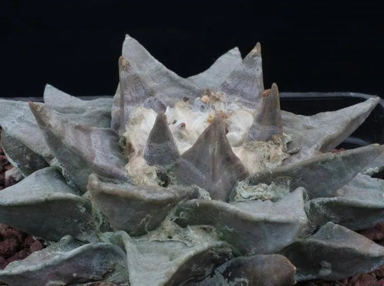 Un esempio di ariocarpus