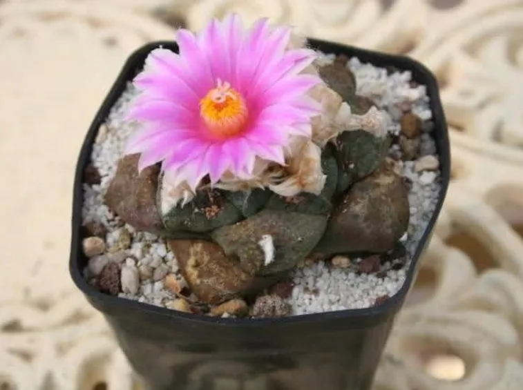 Ariocarpus fiorito