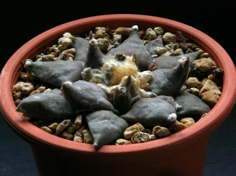 Un esemplare di ariocarpus in un vaso