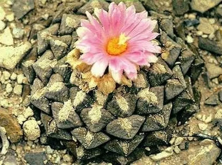 Ariocarpus fiorito spontaneamente in natura