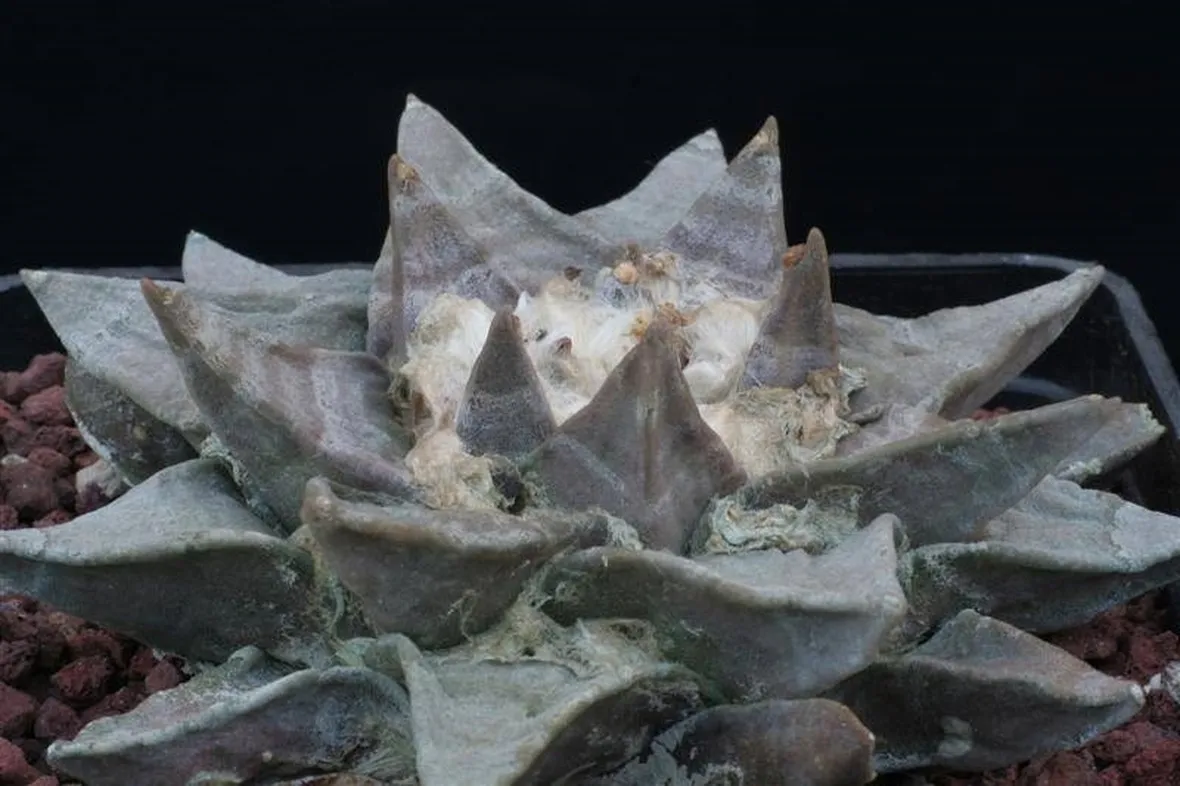 Un esempio di ariocarpus