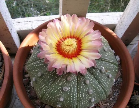 esemplare di astrophytum