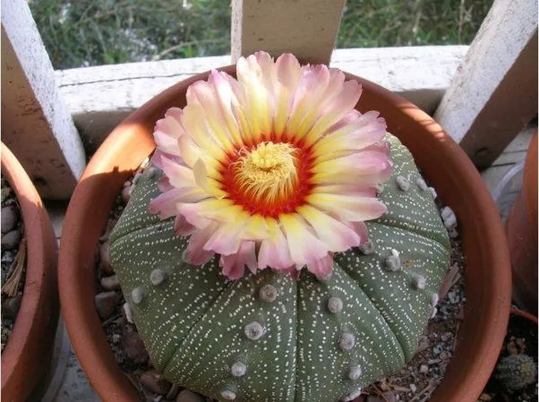 esemplare di astrophytum