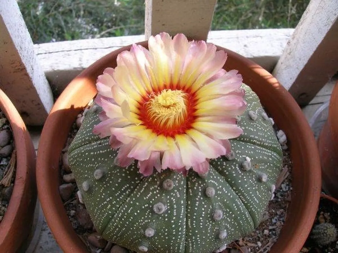 esemplare di astrophytum