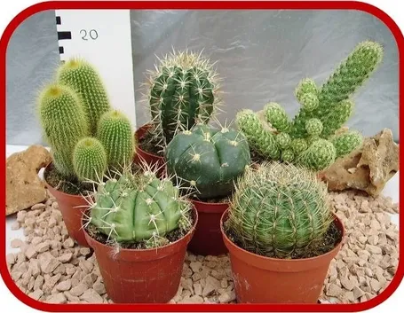 piante grasse cactus