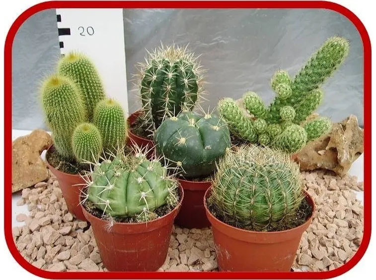 piante grasse cactus