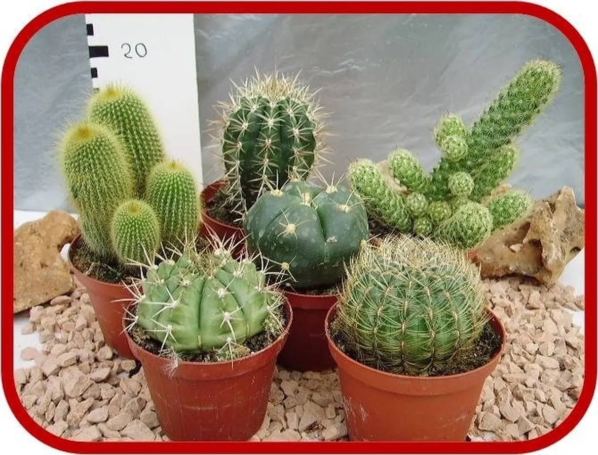 piante grasse cactus