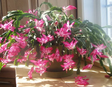Pianta di cactus di Natale