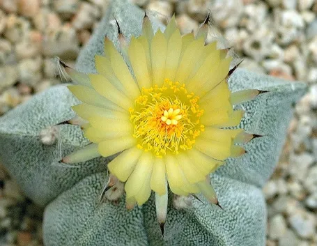 Esemplare in fiore di Astrophytum myriostigma