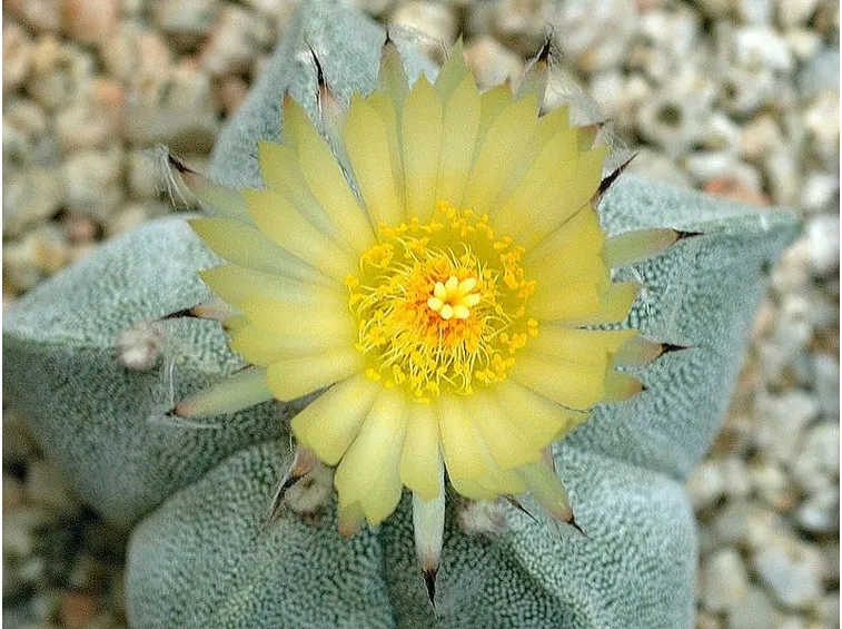Esemplare in fiore di Astrophytum myriostigma