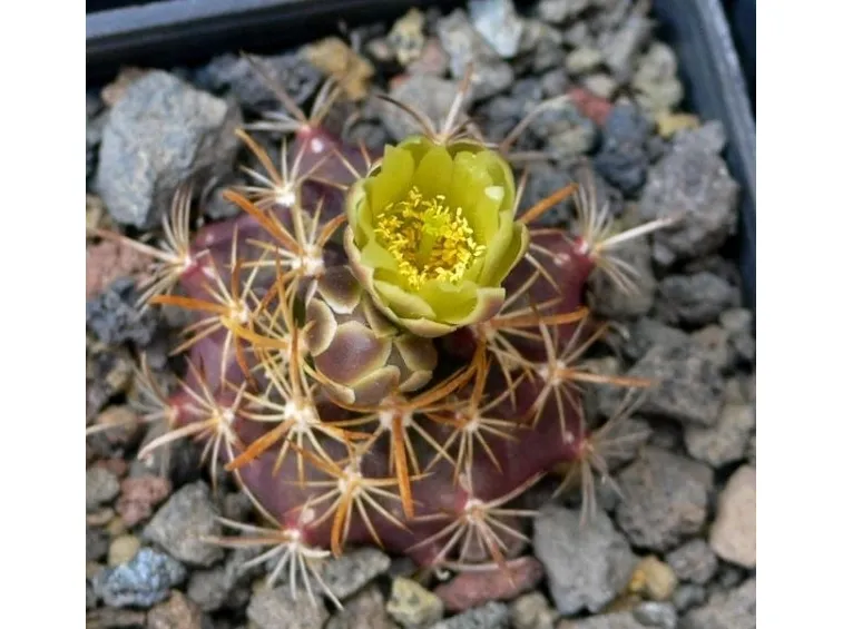 Pianta grassa di Ancistrocactus tobuschii
