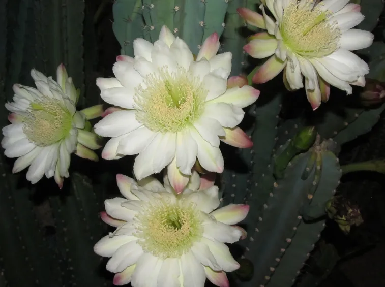 Fiori della pianta di Cereus