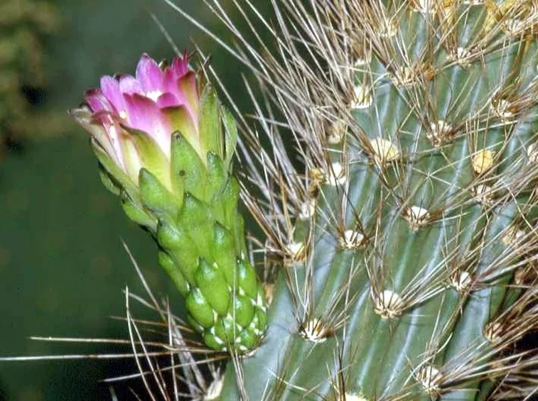 Fiore della pianta grassa di Browningia