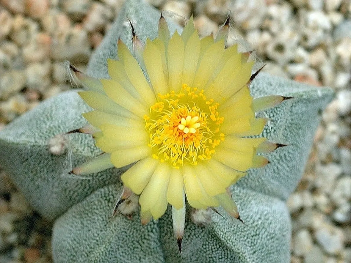 Esemplare in fiore di Astrophytum myriostigma