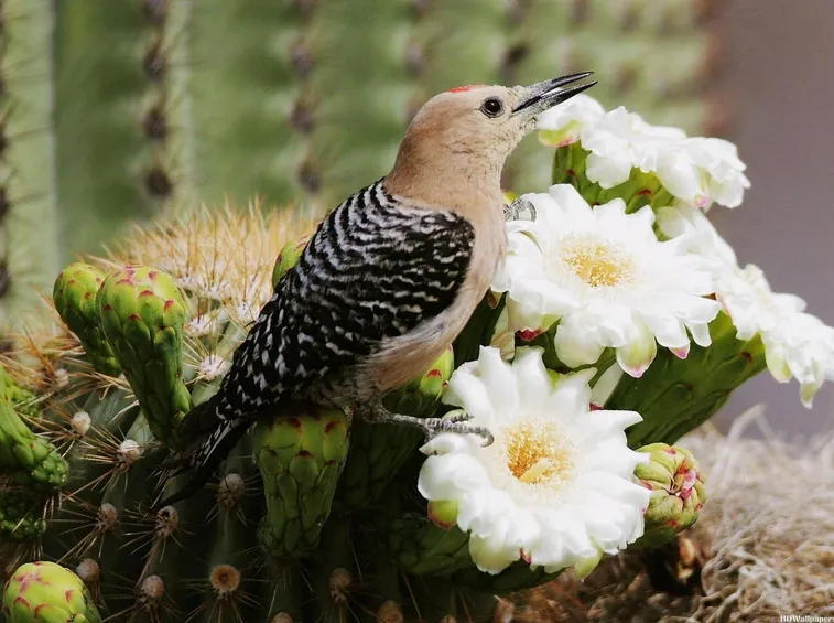 fiori di cactus saguaro