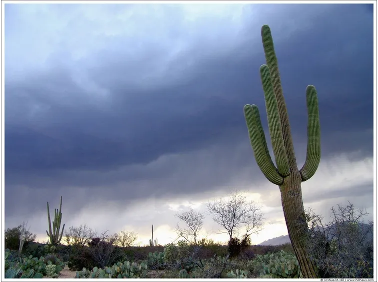 cactus saguaro