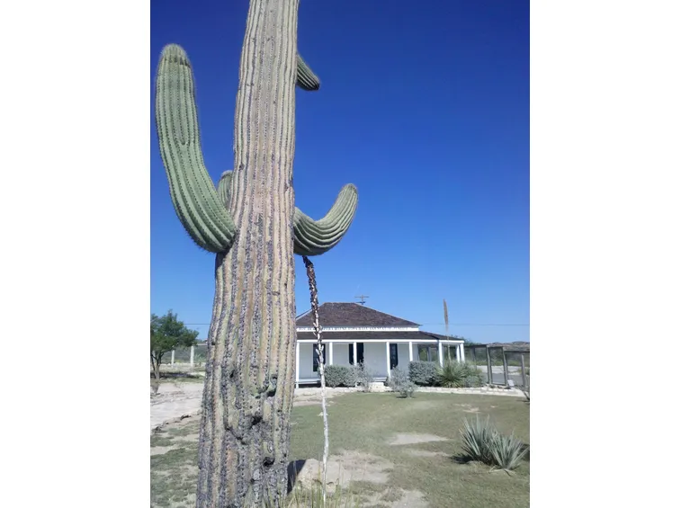 il cactus saguaro è una pianta protetta