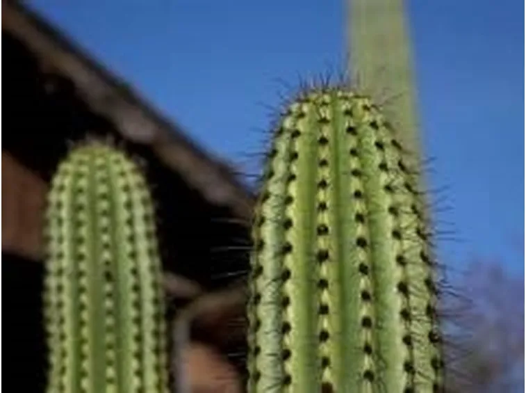 cactus2