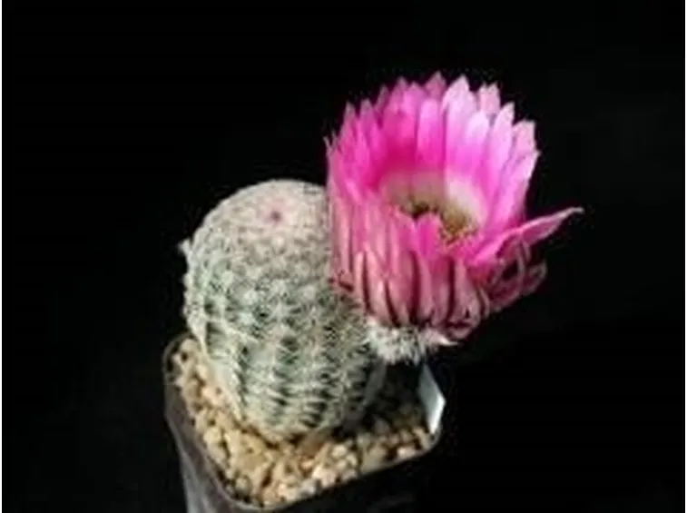 cactus3