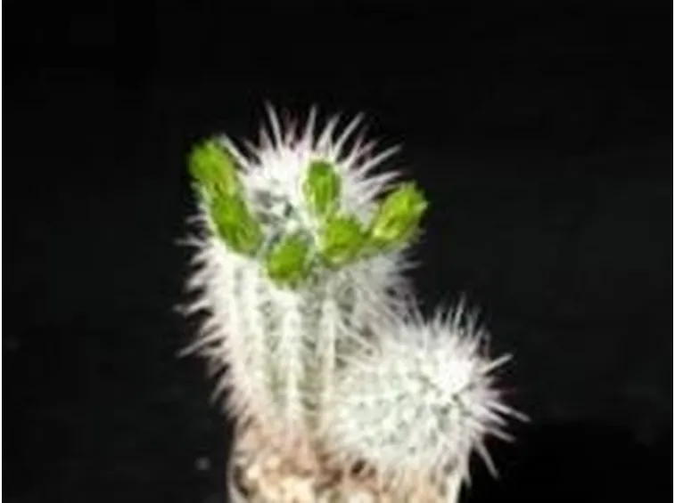 cactus4