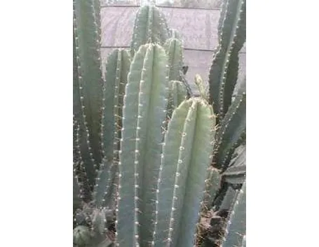 cereo1