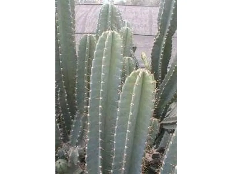 cereo1