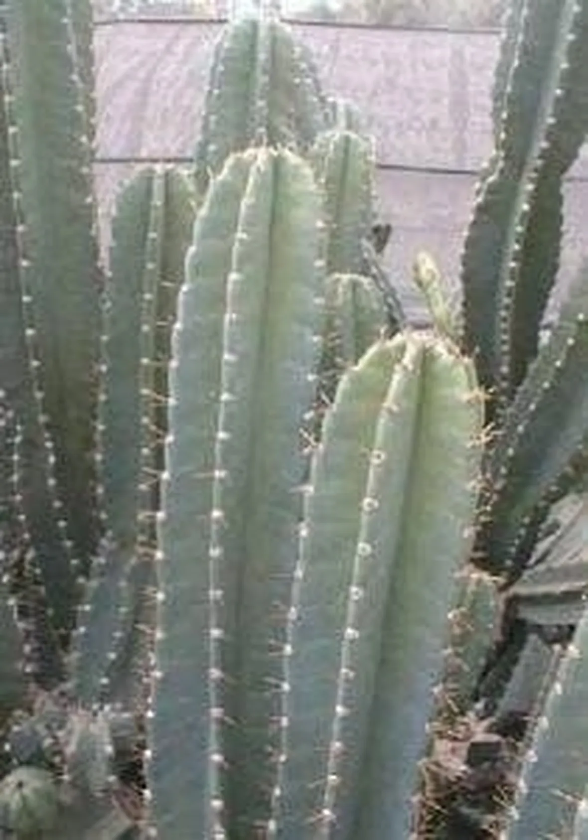 cereo1