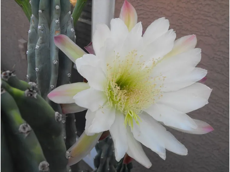 Fiore di cereus peruvianus