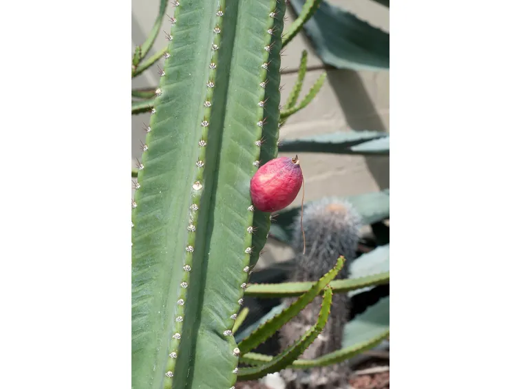 Bacca di cereus peruvianus