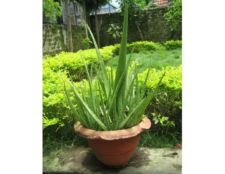 Aloe barbadensis miller, o Aloe Vera