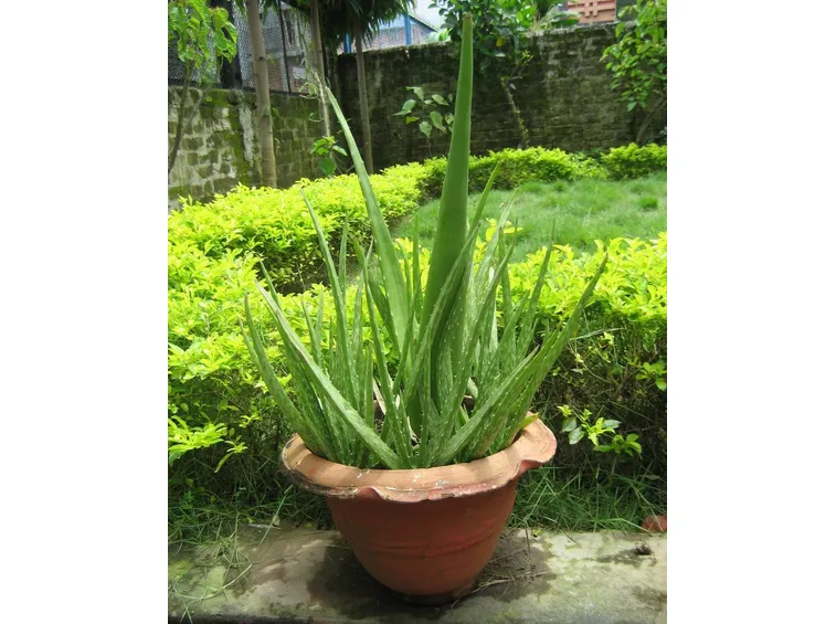 Aloe barbadensis miller, o Aloe Vera