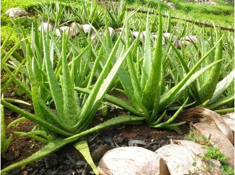 Una coltivazione di aloe vera