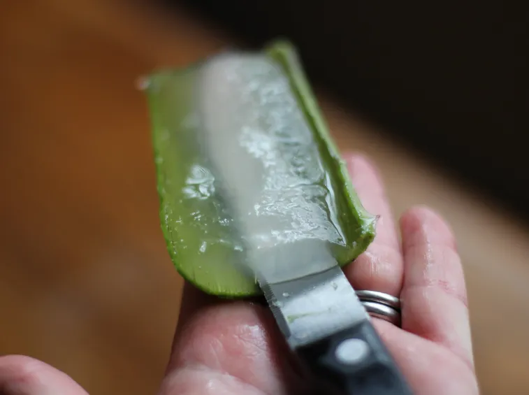 Estrazione del gel dall'aloe