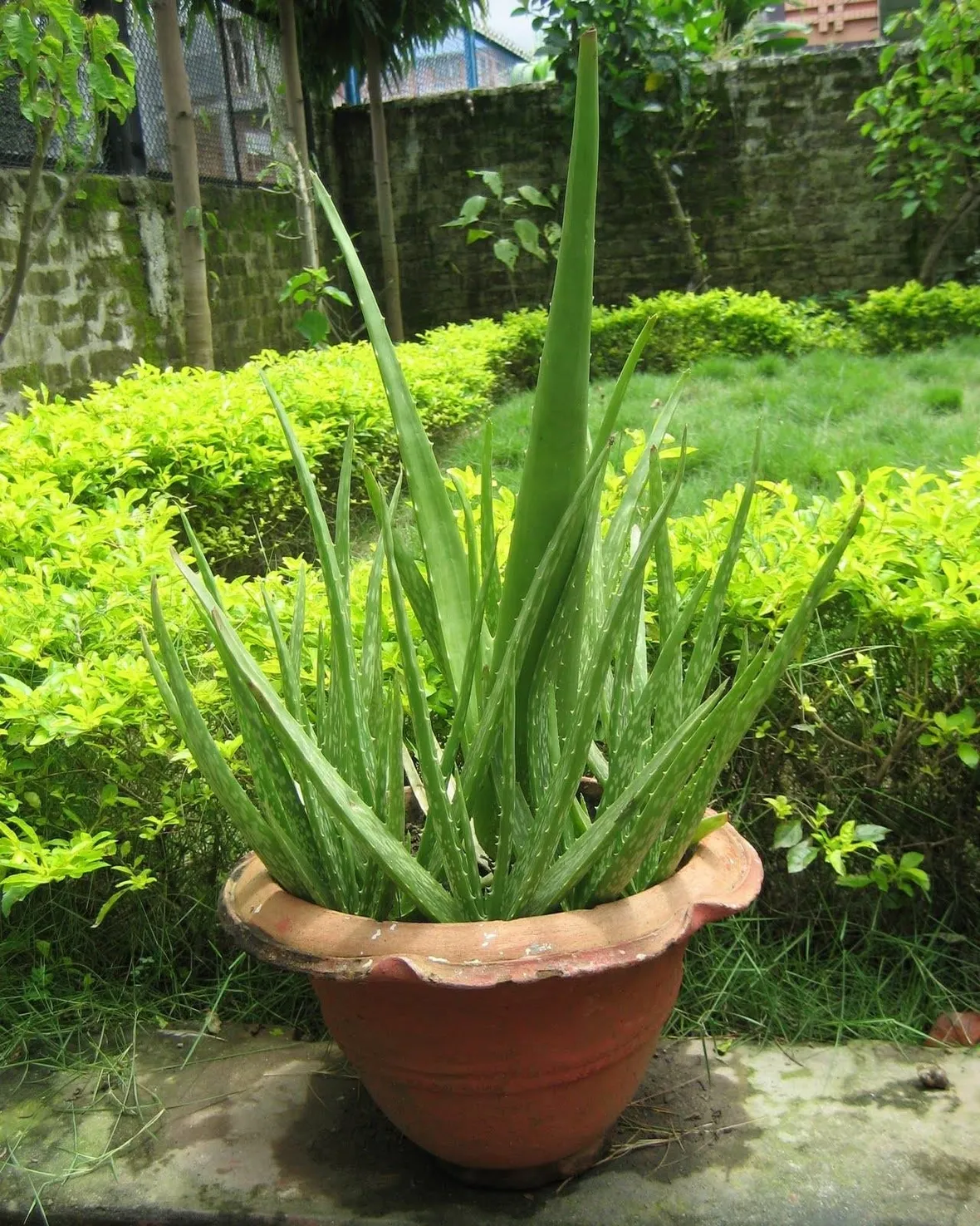 Aloe barbadensis miller, o Aloe Vera