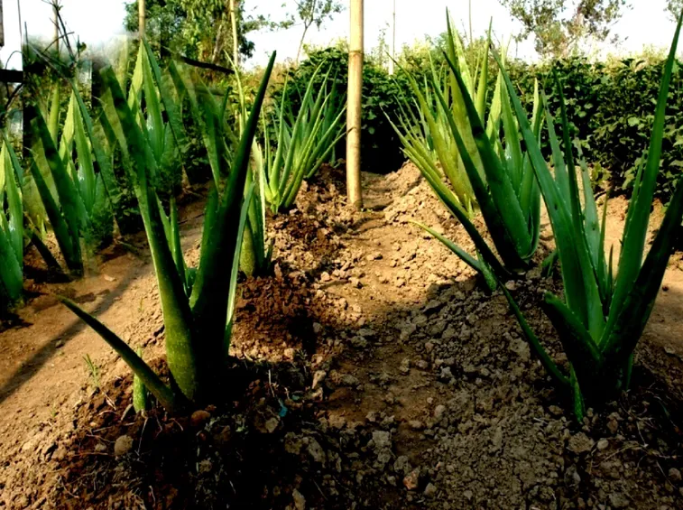 Aloe vera in piena terra