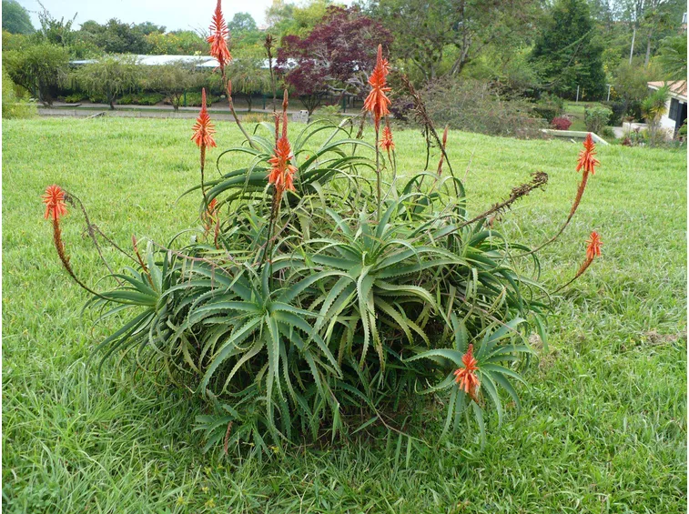 Aloe arborescens in fiore