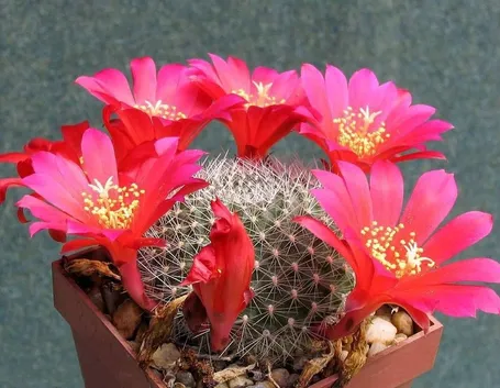 Il Cactus Rebutia wessneriana