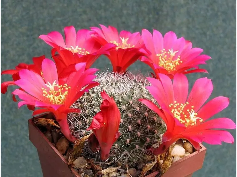 Il Cactus Rebutia wessneriana