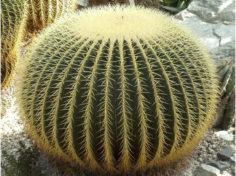 Una pianta di Echinocactus grusonii