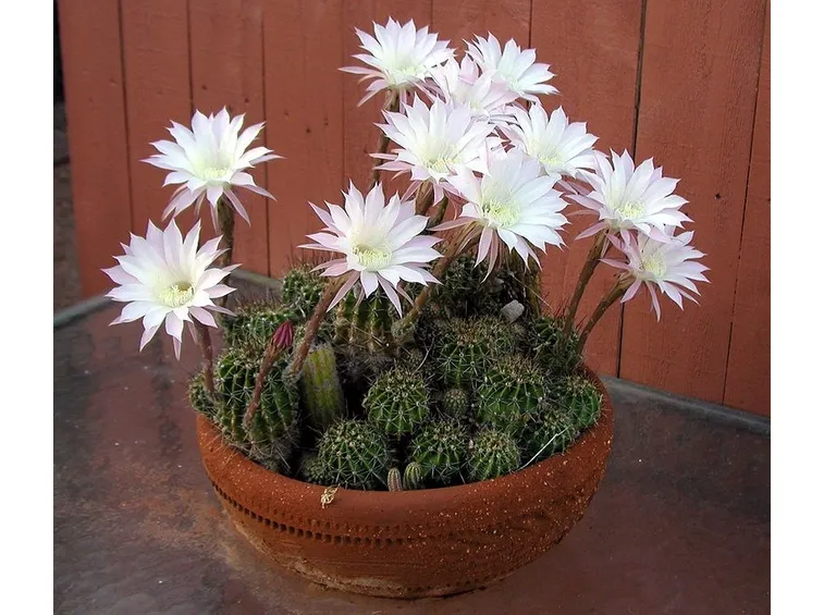 Il Cactus Echinopsis oxygona