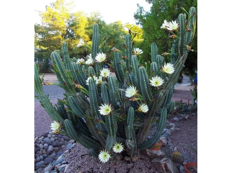 Il Cactus Cereus hilmannianus