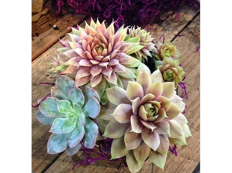 Bellissime piante grasse