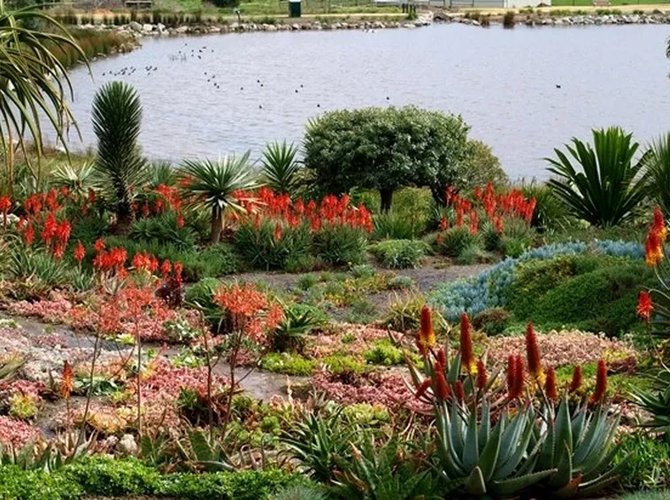 Bellissimo giardino di piante grasse