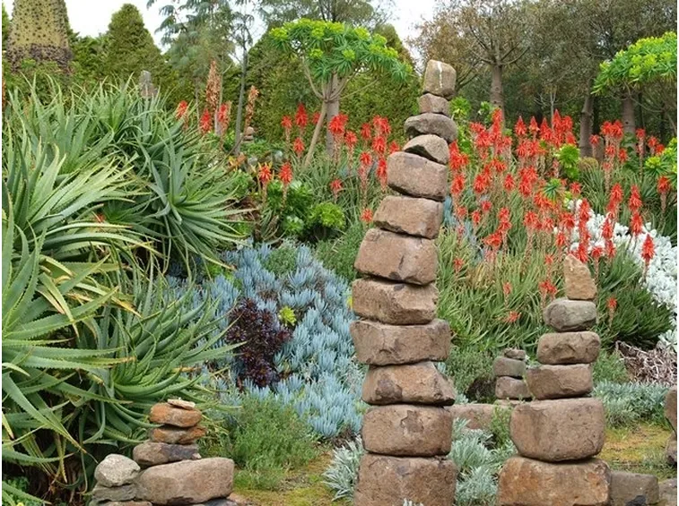 Giardino roccioso di piante grasse