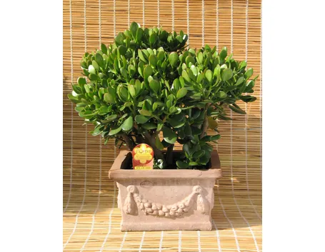 Crassula arborescens in giardino