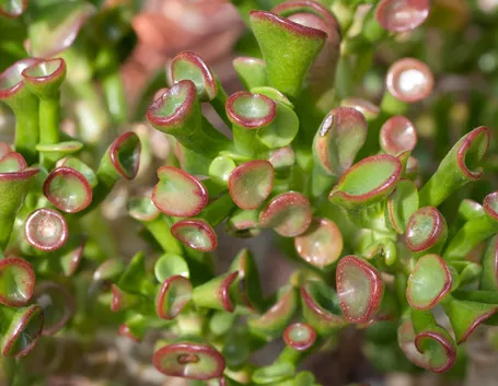Foglie di Crassula portulacea