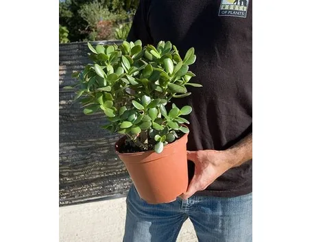 crassula in vaso