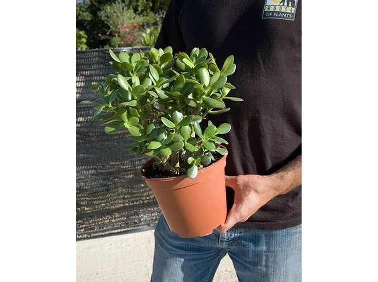 crassula in vaso