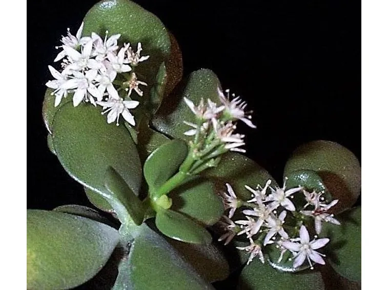 crassula con fiori